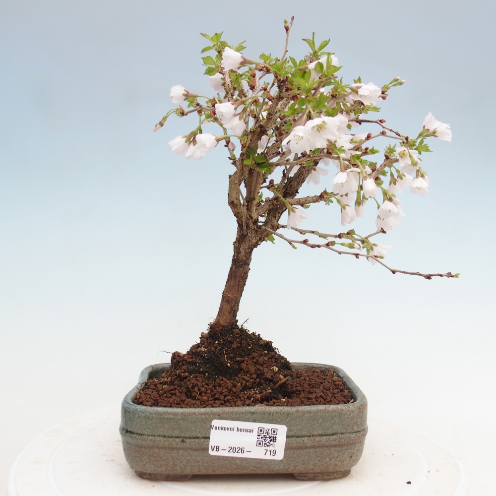 Bonsaï d'extérieur - Prunus incisa Kojou-no mai-Plivon découpé