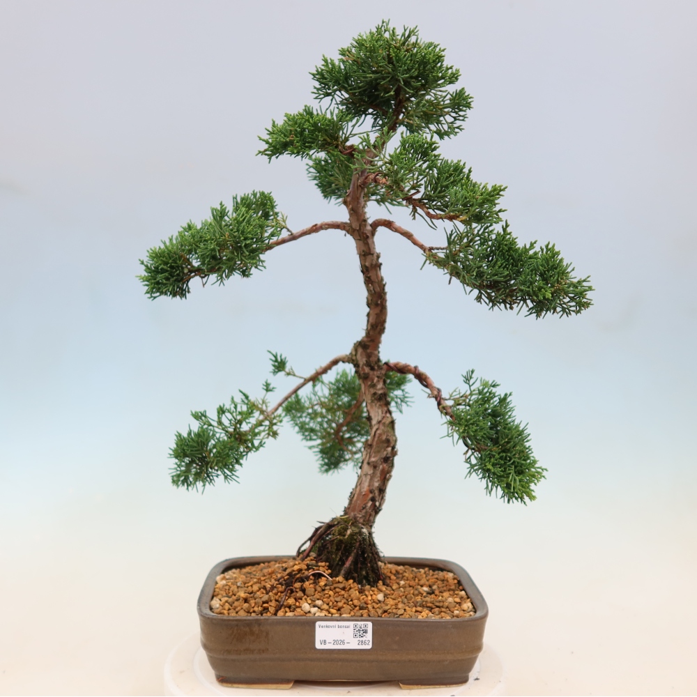 Bonsaï d'extérieur - Juniperus chinensis Kishu