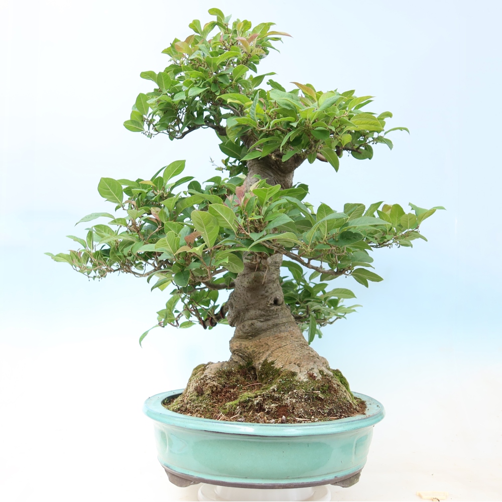 Bonsaï d'extérieur - Ilex serrata - houx dentelé