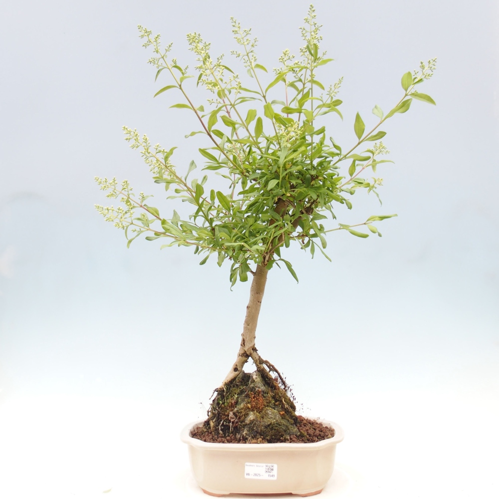 Bonsaï d'extérieur - Ligustrum - Bec d'oiseau