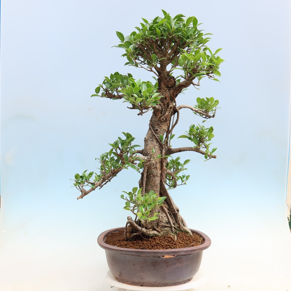 Salle bonsaï - Ficus kimmen - ficus à petites feuilles