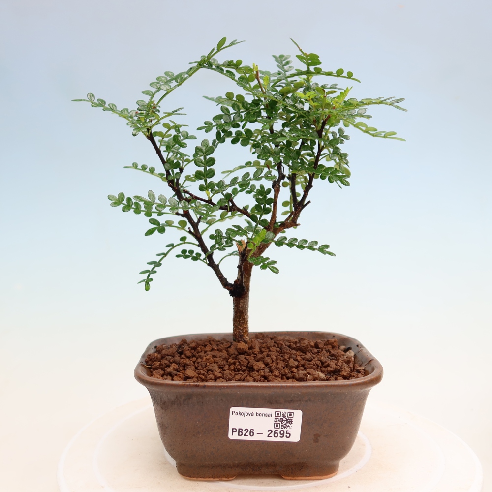 Salle bonsaï - Zantoxylum piperitum - arbre à poivre