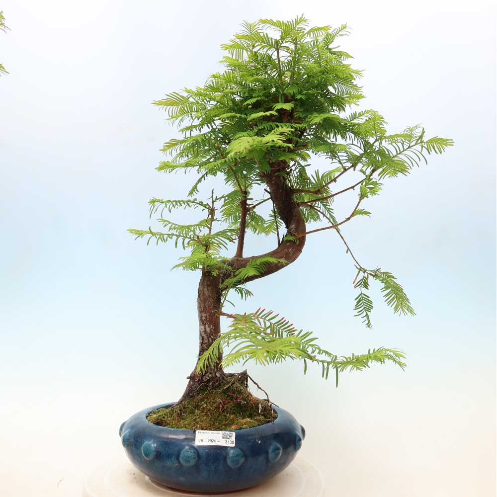 Bonsaï d'extérieur - Metasequoia glyptostroboides - Metasequoia chinois