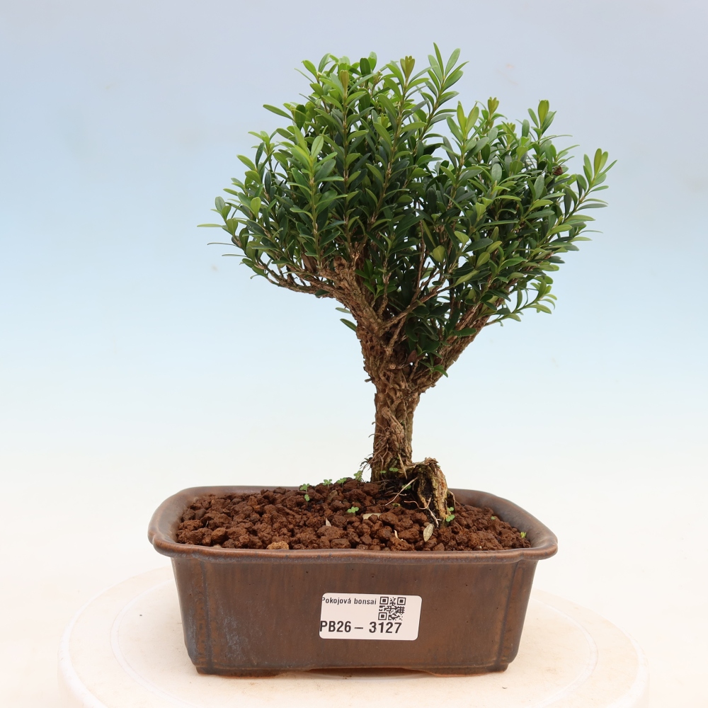 Bonsaï de chambre - Buxus harlandii - buxus liège