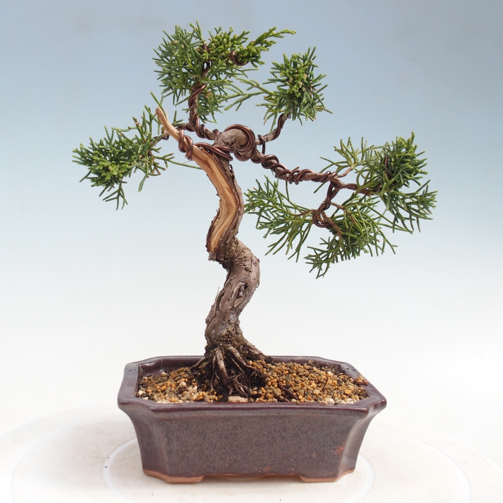Bonsaï d'extérieur - Juniperus chinensis Kishu