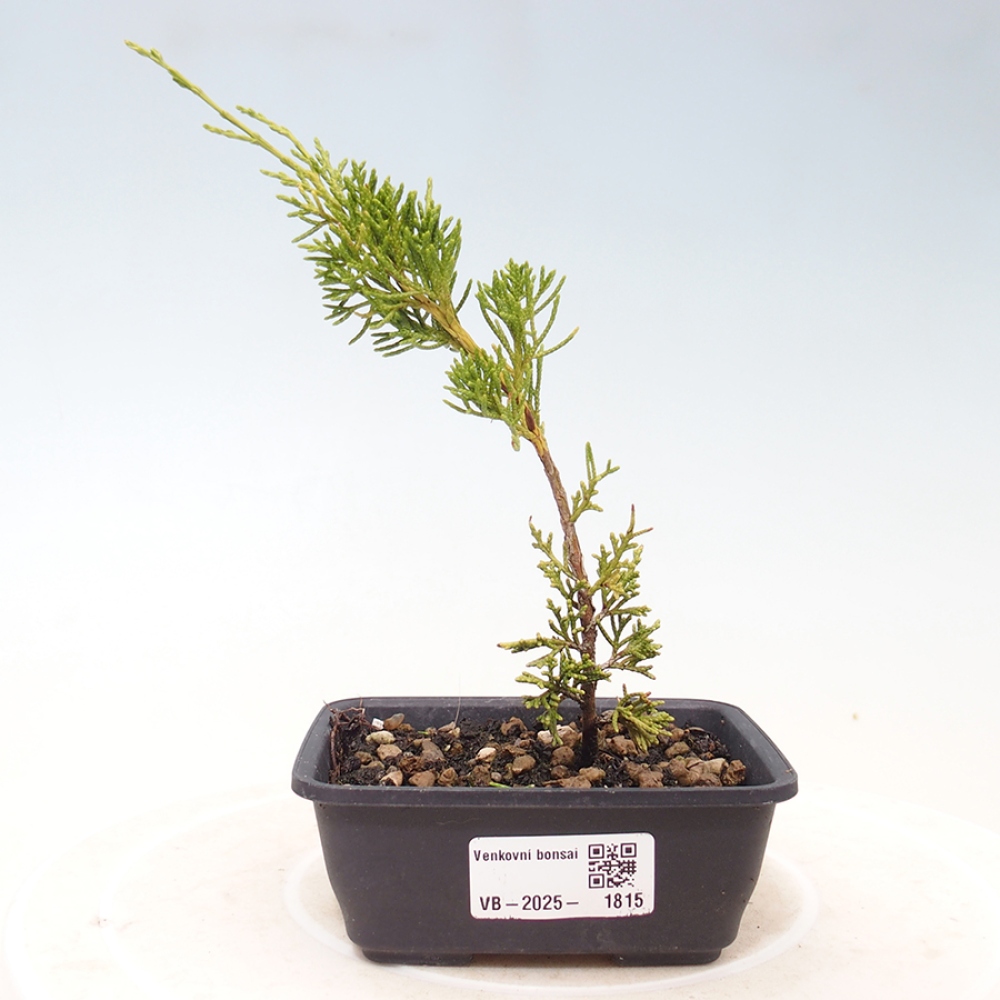 Bonsaï d'extérieur - Juniperus chinensis Itoigawa