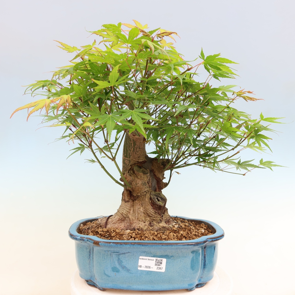 Bonsaï d'extérieur - Maple Burger - Acer Burgerianum