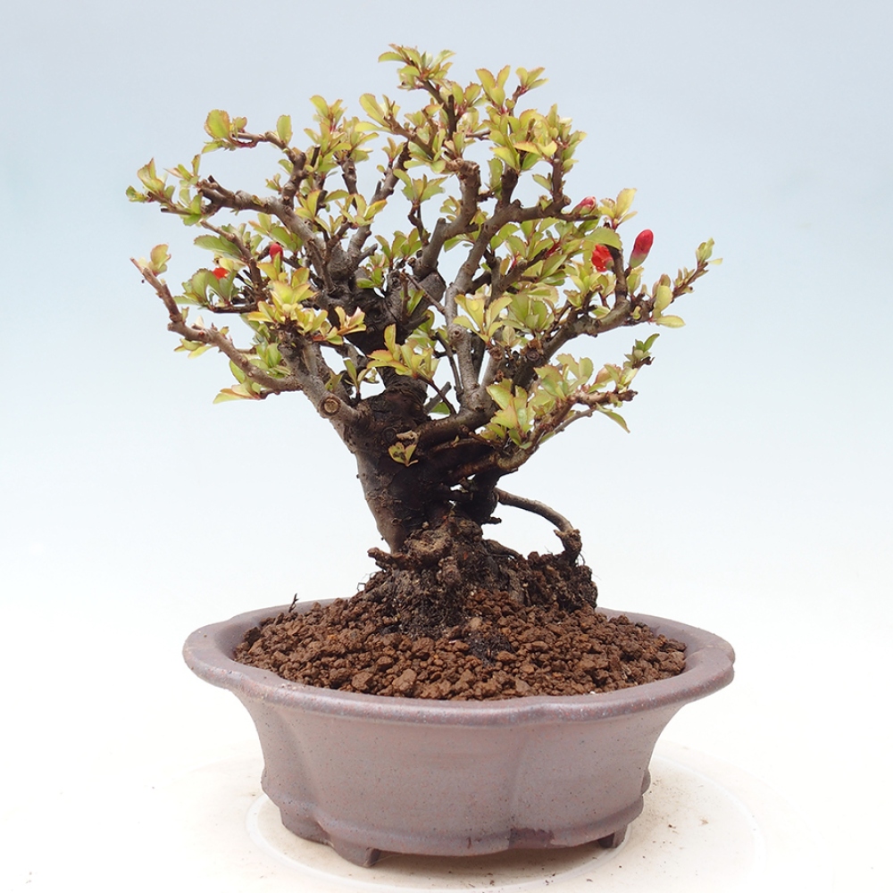 Bonsaï d'extérieur - Chaneomeles speciosa - Coing