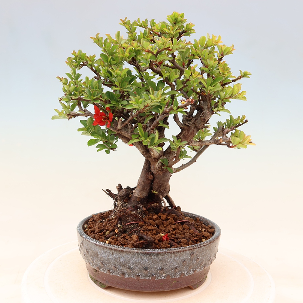Bonsaï d'extérieur - Chaneomeles speciosa Chojubai