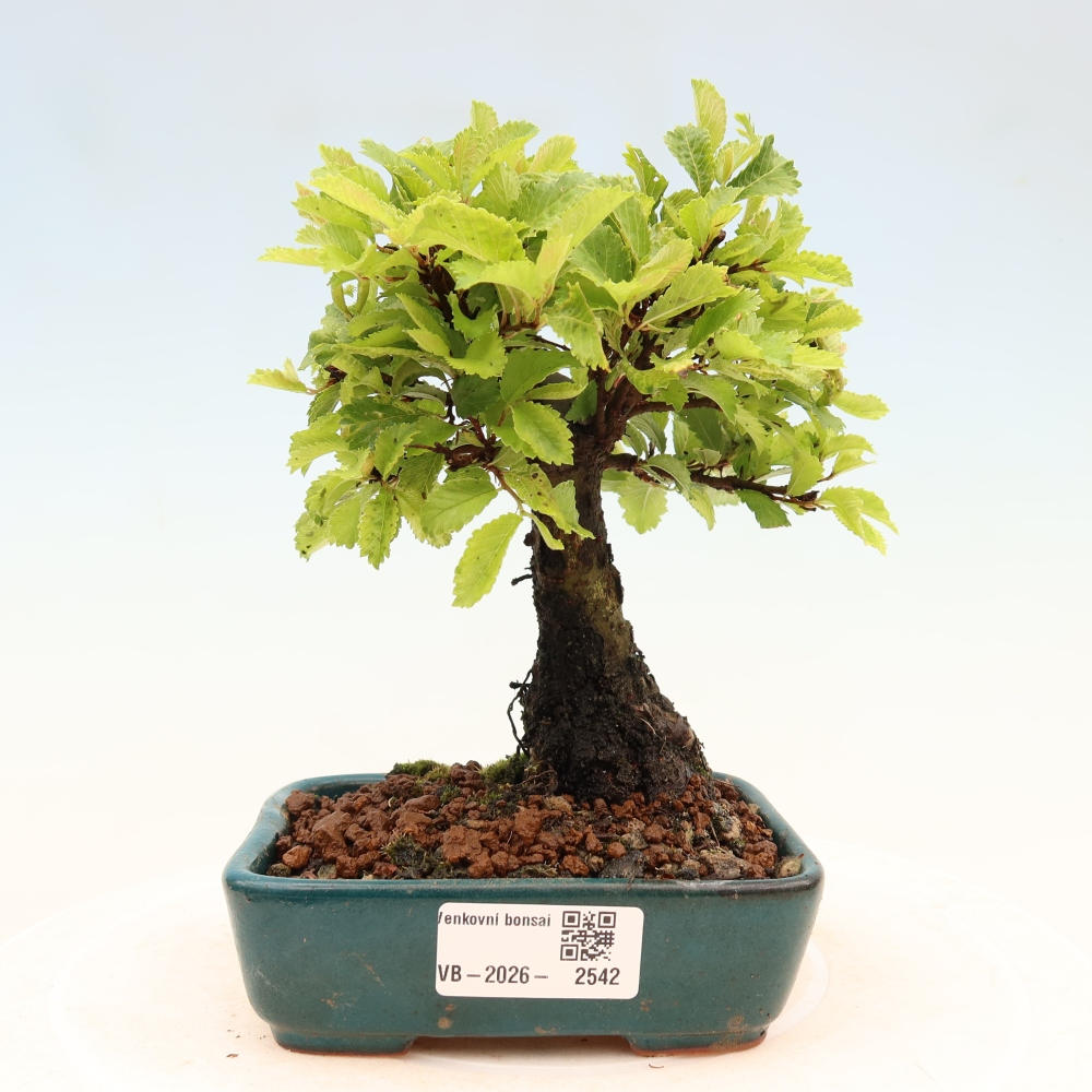 Bonsaï d'extérieur - Zelkova - Zelkova NIRE
