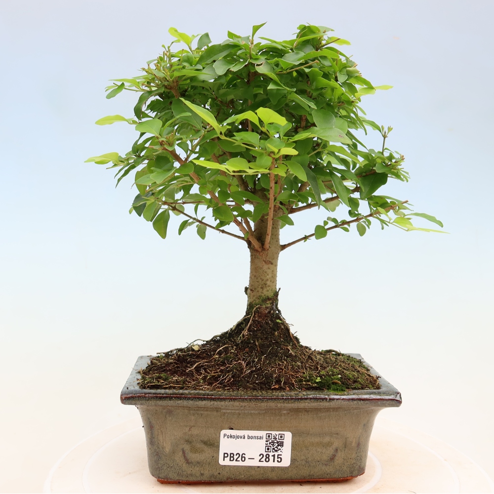 Bonsaï de chambre -Ligustrum chinensis - Bec d'oiseau