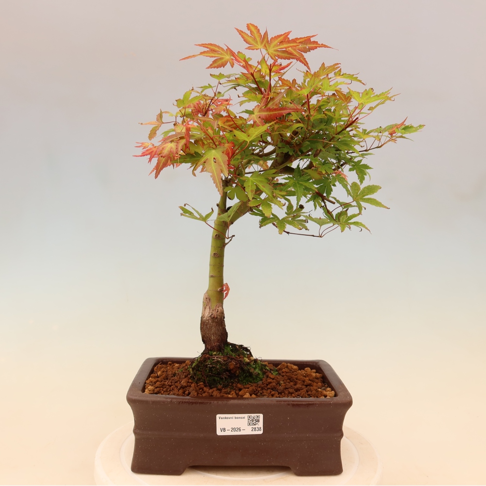 Érable de Norvège - Acer palmatum Beni Tsukasa