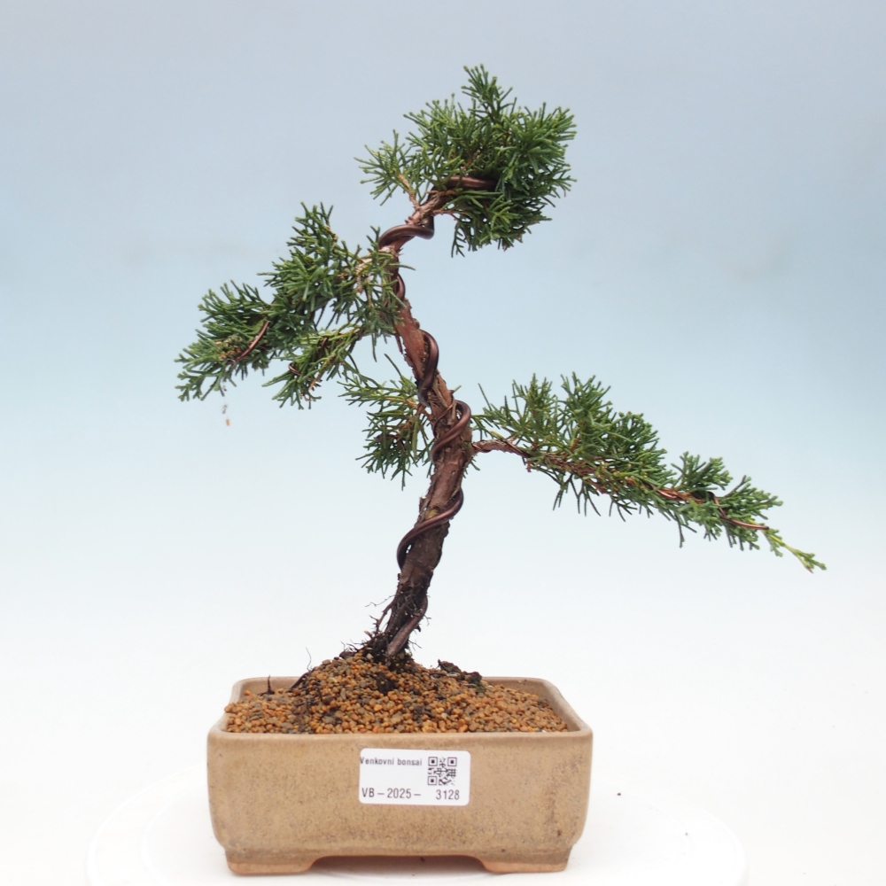Bonsaï d'extérieur - Juniperus chinensis Kishu