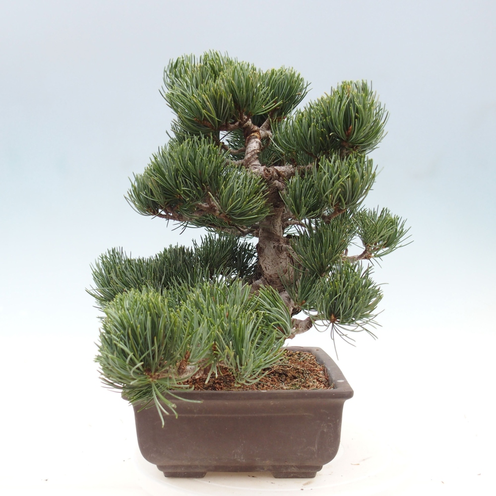 Bonsaï d'extérieur - Pinus parviflora - Pinus parviflora