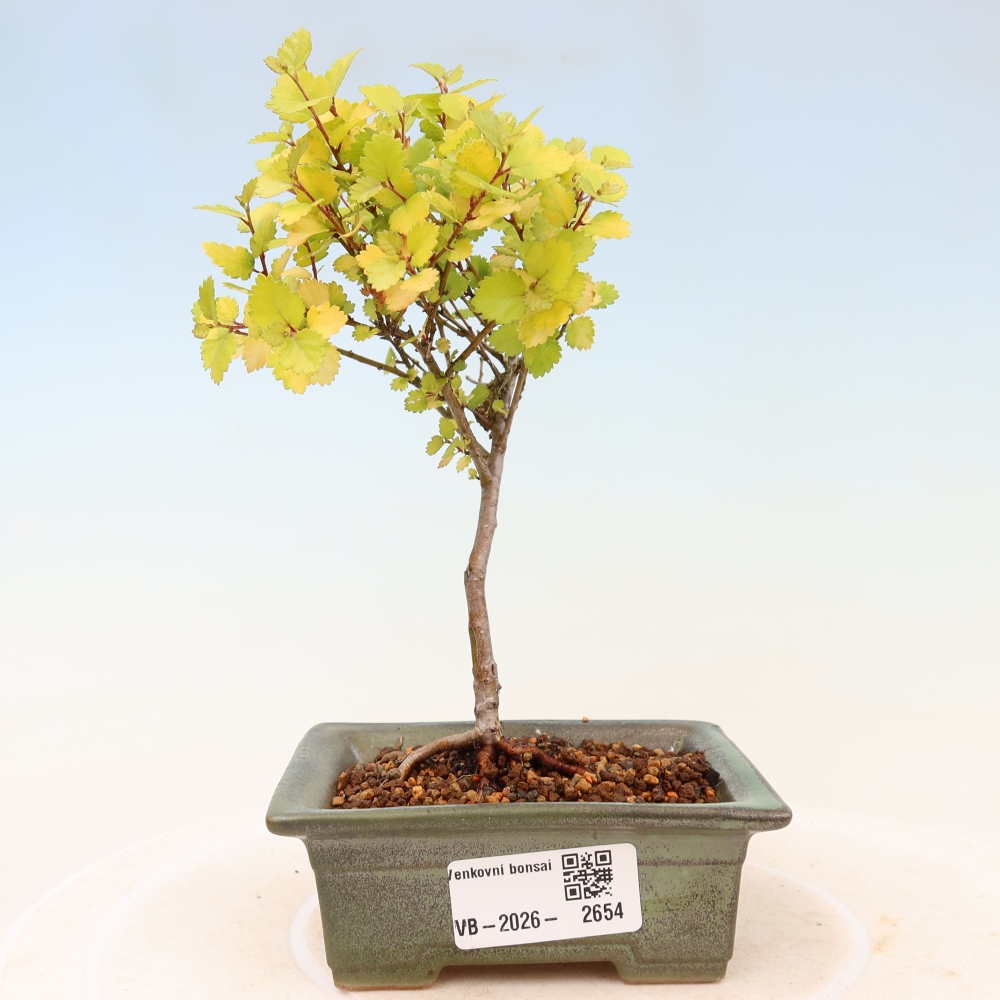 Bonsaï d'extérieur - bouleau nain - Betula NANA Golden Treasure