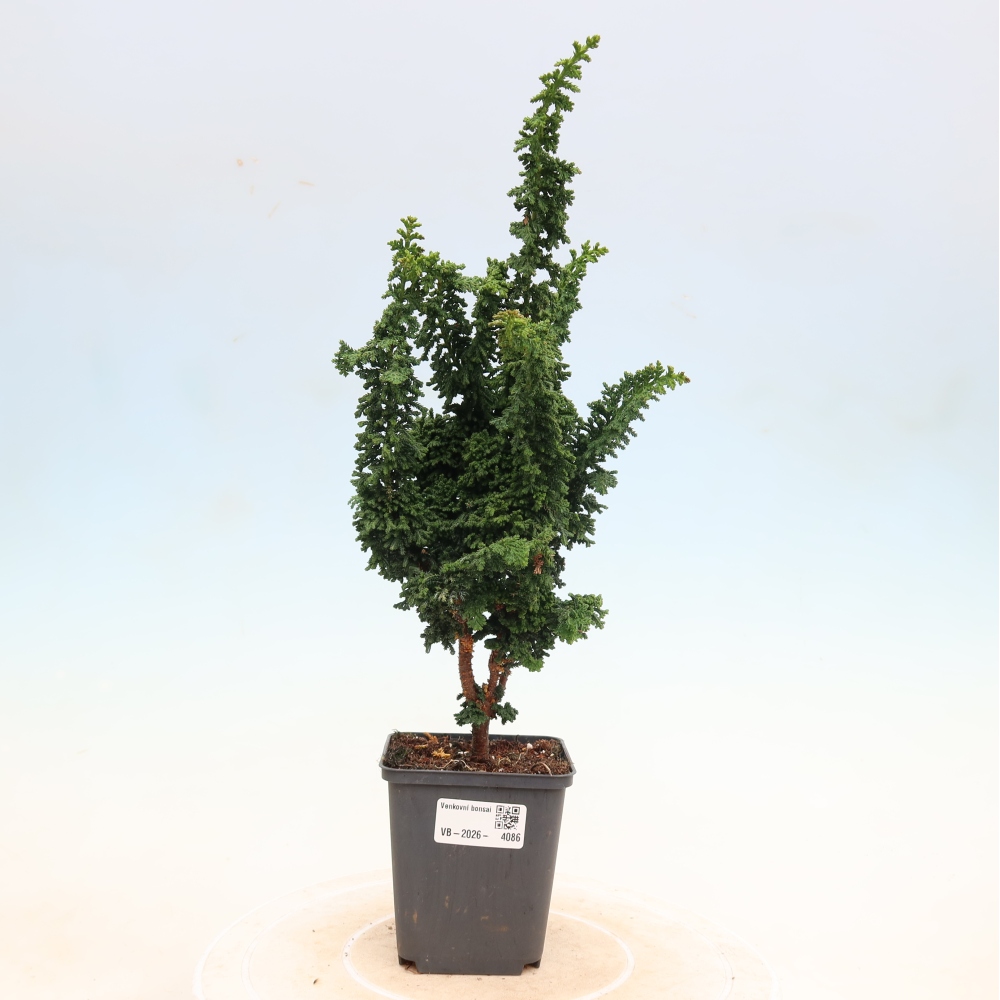 Bonsaï d'extérieur - Cham. obtusa SEKKA HINOKI - Cyprès