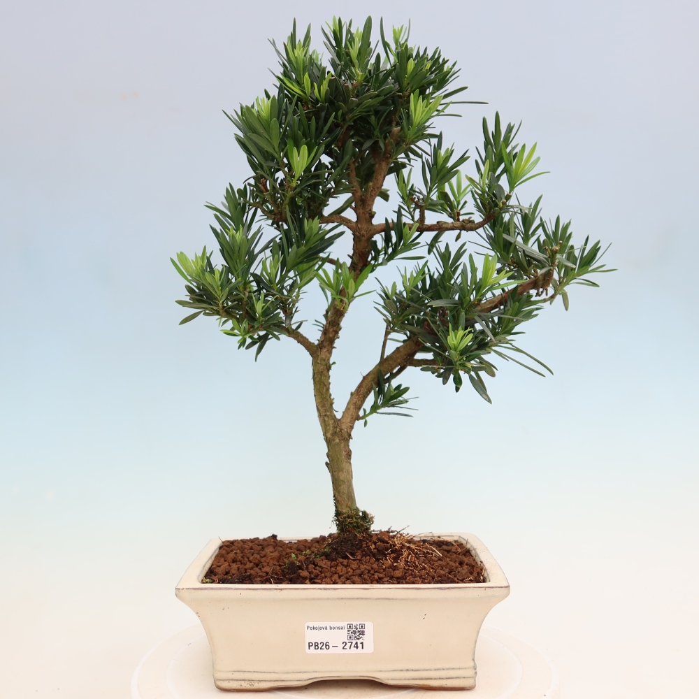 Salle bonsaï - Podocarpus - If en pierre