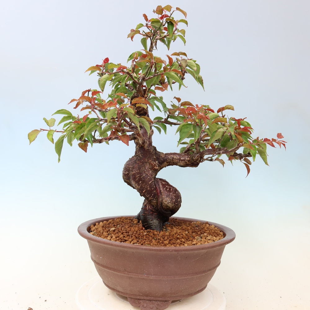 Bonsaï d'extérieur - Abricotier japonais - Prunus Mume