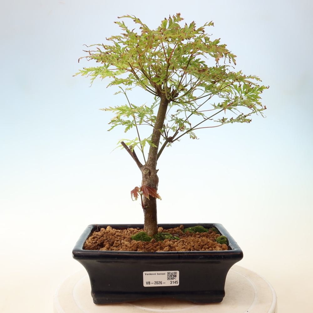 Bonsaï d'extérieur - Acer palmatum Dissectum