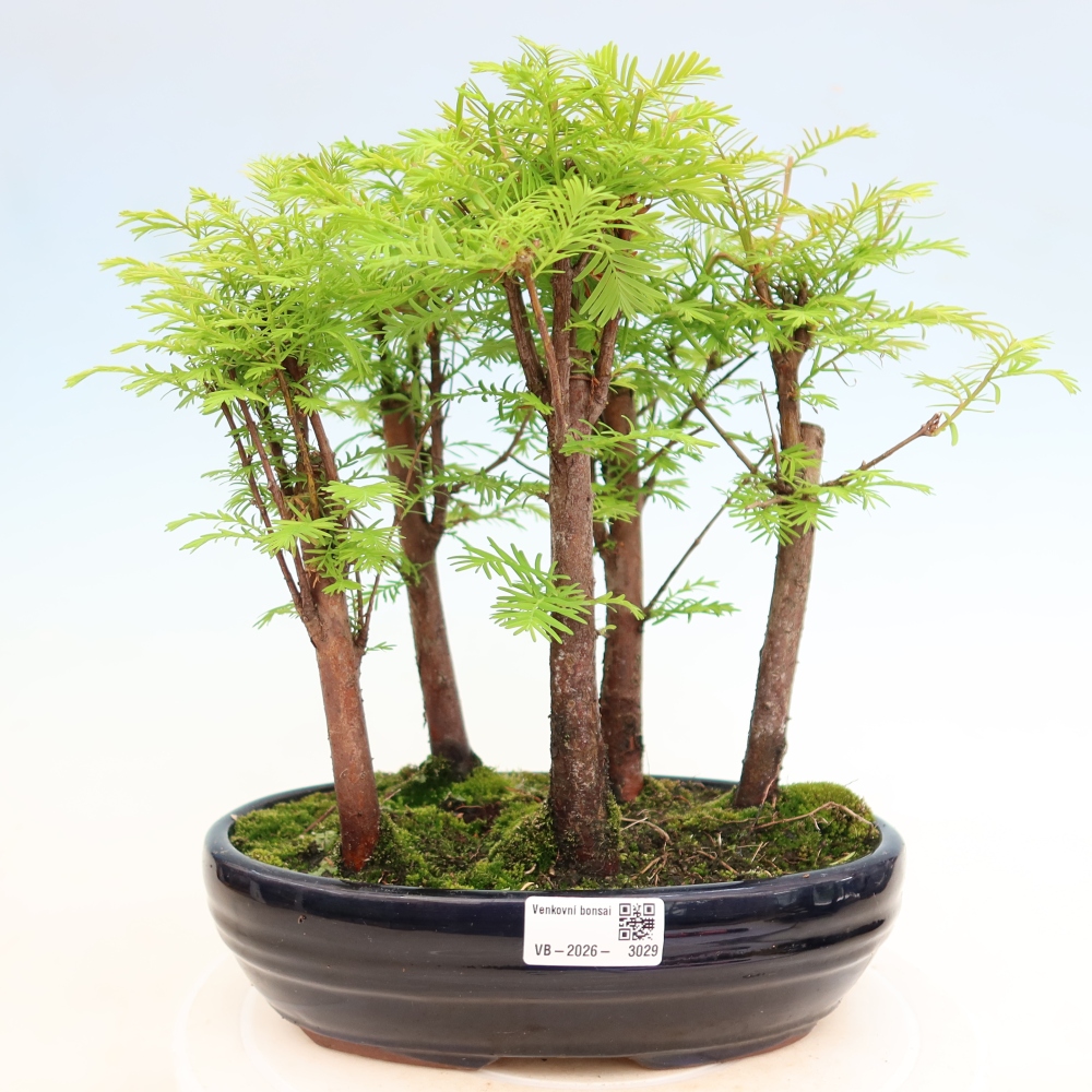Bonsaï d'extérieur - Metasequoia glyptostroboides - Métaséquoia de Chine - petit bosquet