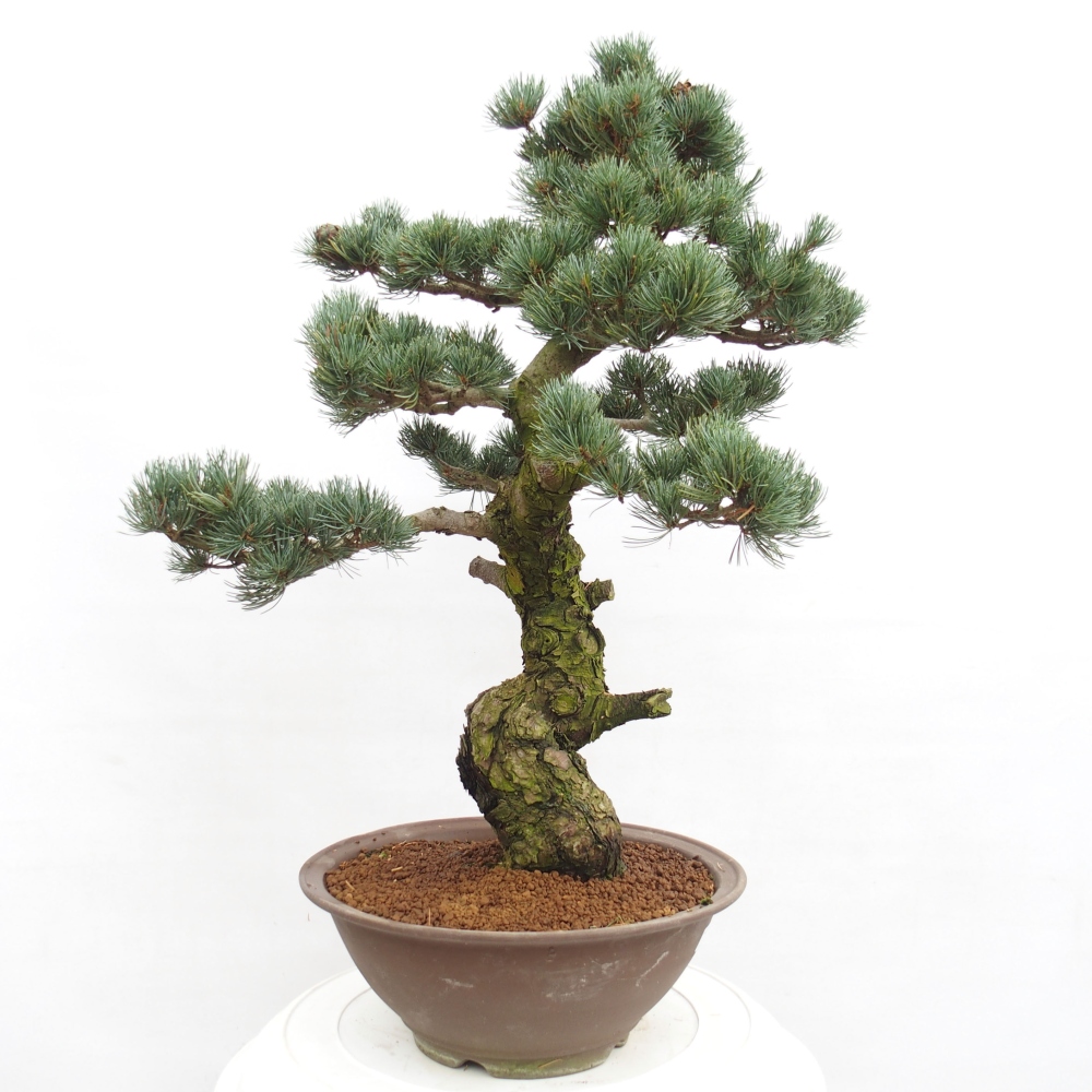Bonsaï d'extérieur - Pinus parviflora - Pinus parviflora