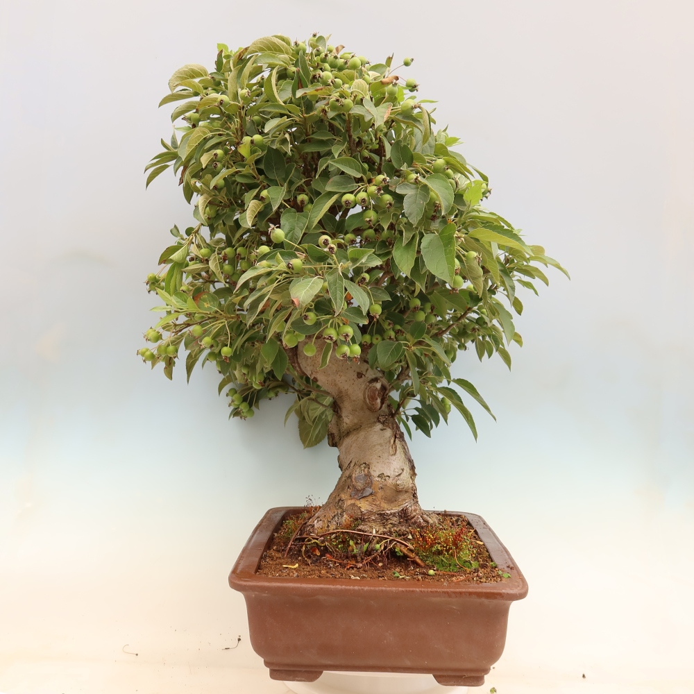 Bonsaï d'extérieur -Malus halliana - Pommier à petits fruits