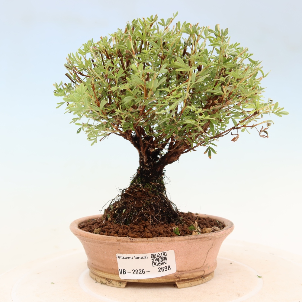 Bonsaï d'extérieur - Potentille arbustive - Potentilla fruticosa Goldkissen