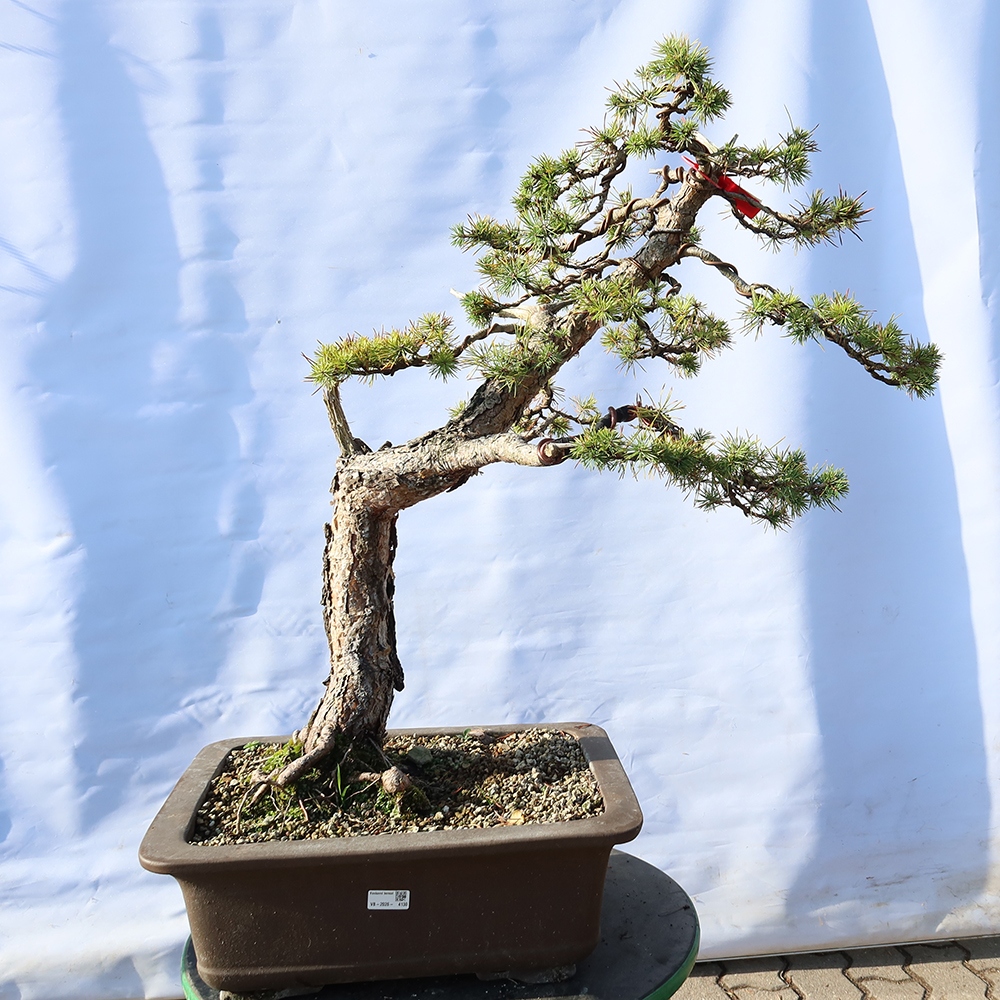 Pinus sylvestris Espagne - pin sylvestre