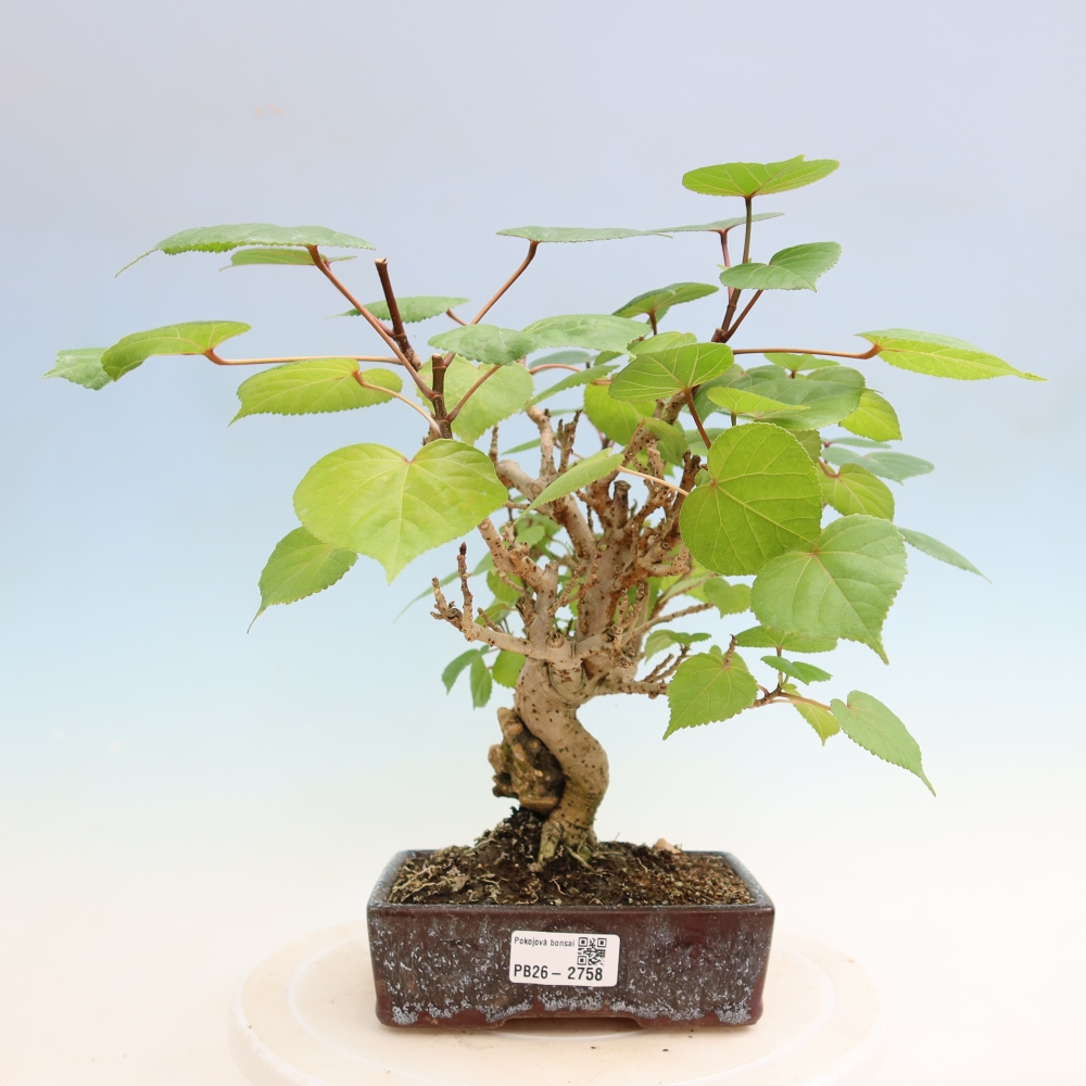 Bonsaï d'intérieur - Hibiscus tiliaceus - Hibiscus de mer