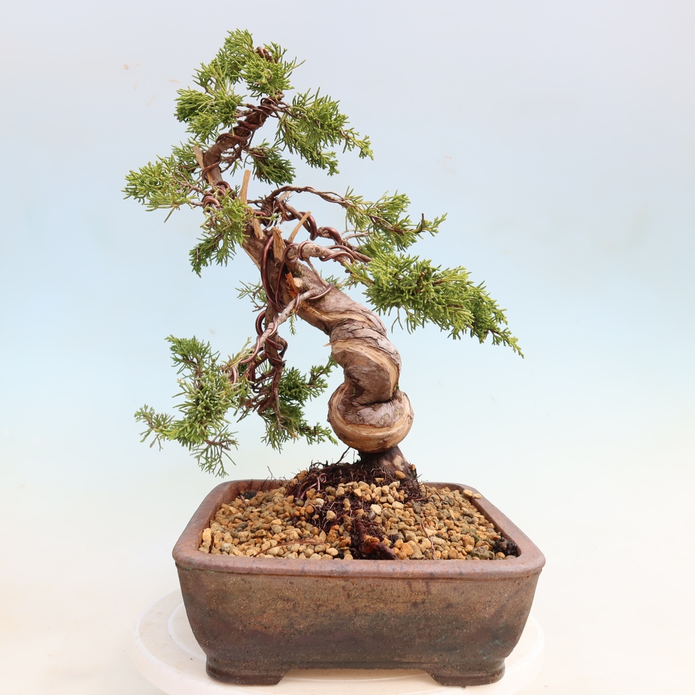 Bonsaï d'extérieur - Juniperus chinensis Itoigawa-Juniperus chinensis