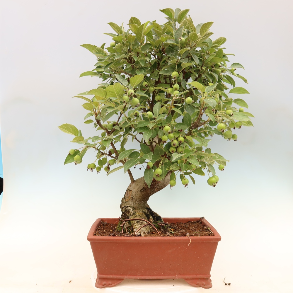 Bonsaï d'extérieur -Malus halliana - Pommier à petits fruits