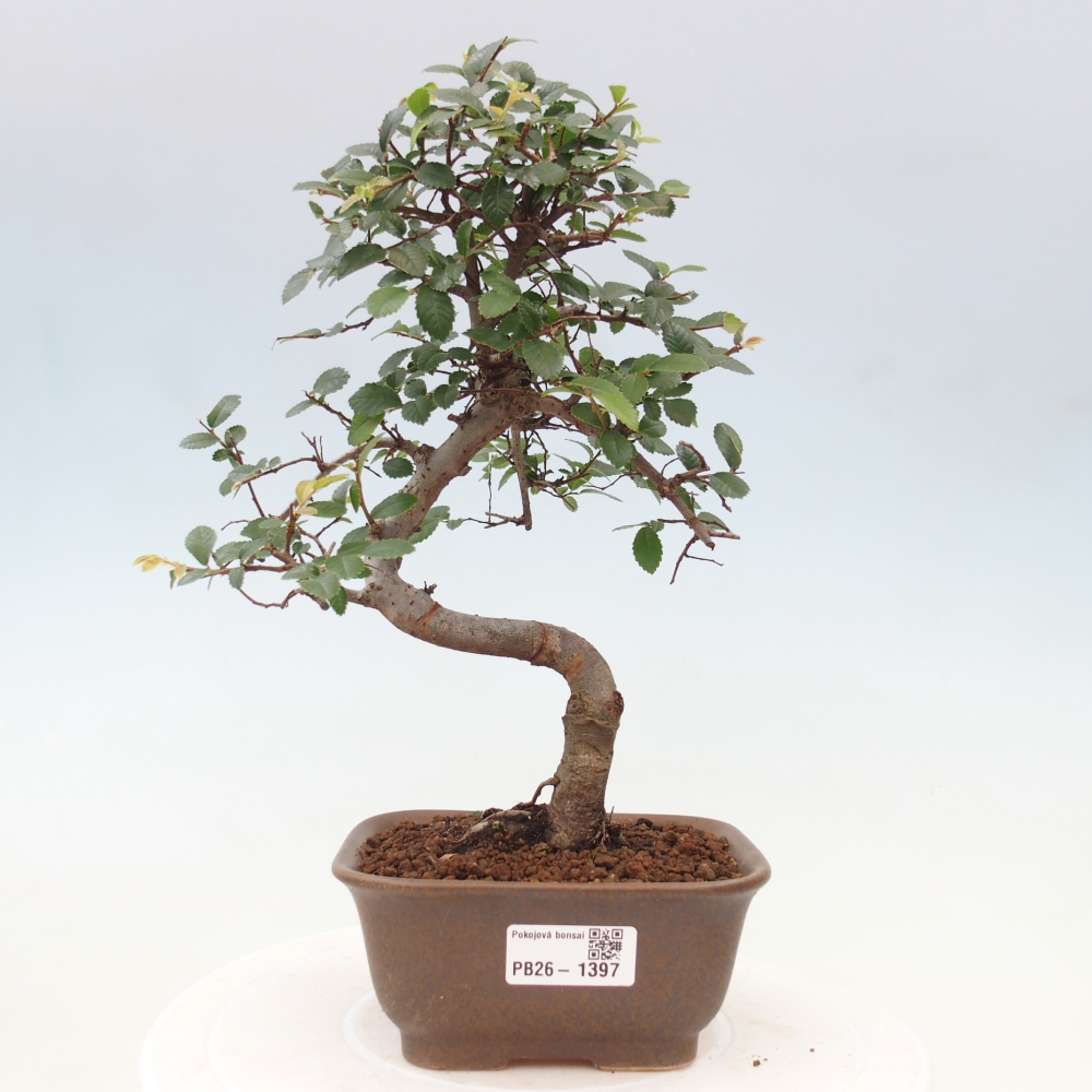 Bonsaï de chambre - Ulmus parvifolia - Orme à petites feuilles