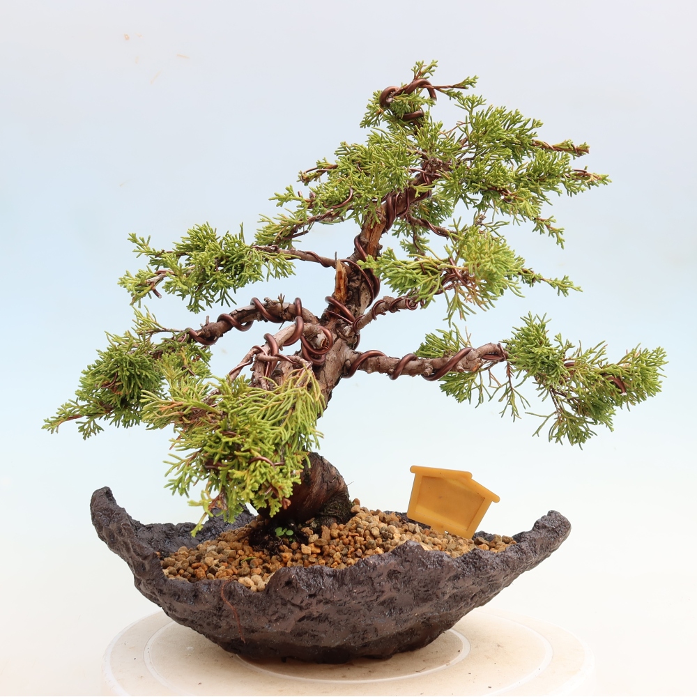 Bonsaï d'extérieur - Juniperus chinensis Itoigawa-Juniperus chinensis
