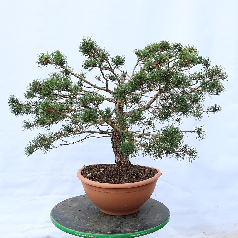 Pinus sylvestris Espagne - pin sylvestre