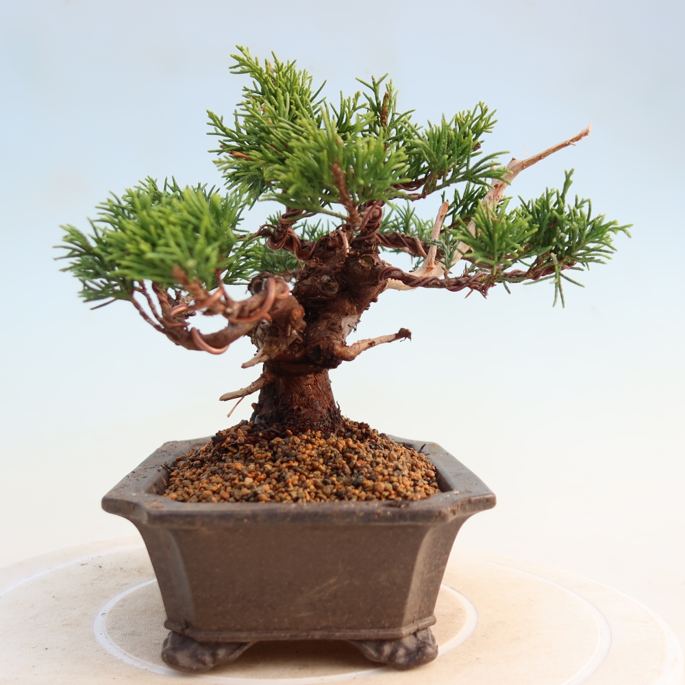 Bonsaï d'extérieur - Juniperus chinensis Itoigawa