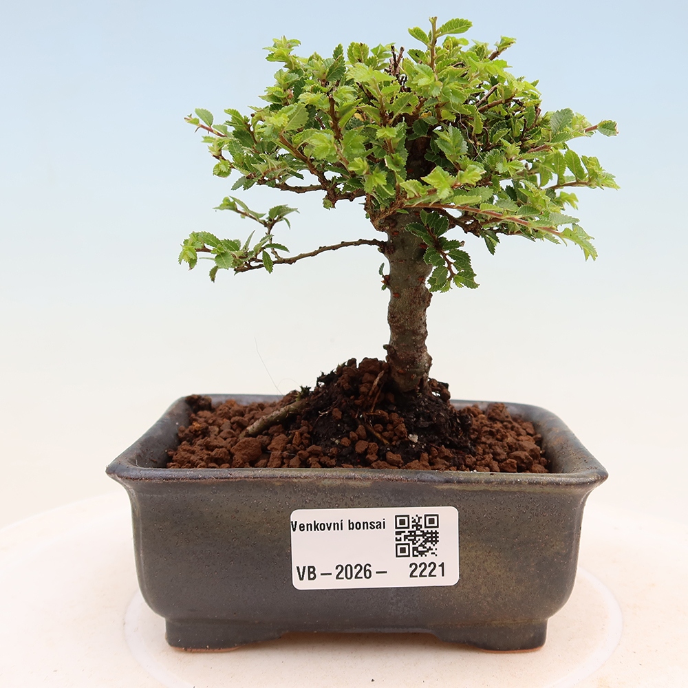 Bonsaï d'extérieur - Ulmus parvifolia Sagei - Orme à petites feuilles