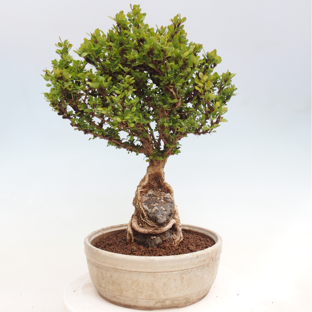 Bonsaï d'extérieur - Berberis coreana