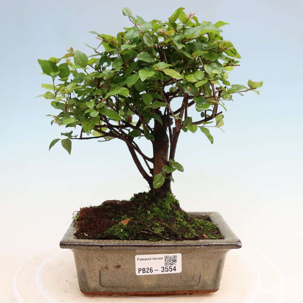 Bonsaï de chambre - Sageretia thea - Sageretia thea