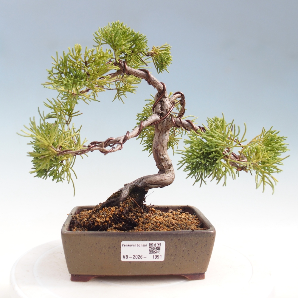 Bonsaï d'extérieur - Juniperus chinensis Kishu