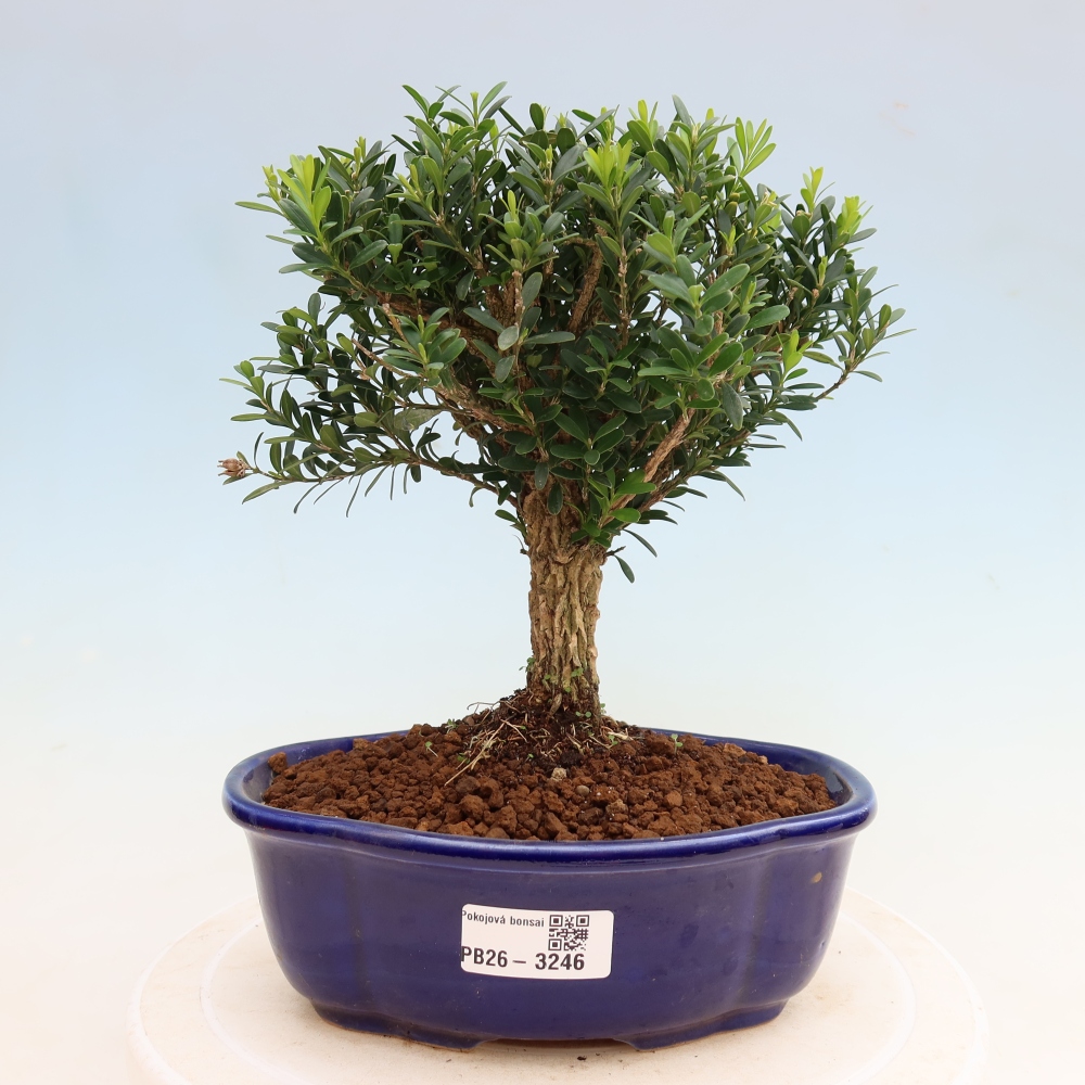 Bonsaï de chambre - Buxus harlandii - buxus liège
