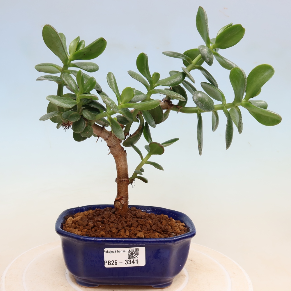 Bonsaï d'intérieur - Crassule ovale - Crassula ovata