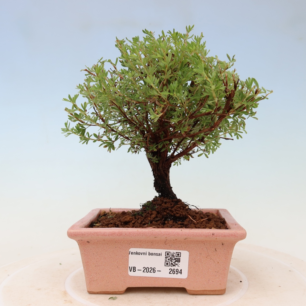 Bonsaï d'extérieur - Potentille arbustive - Potentilla fruticosa Goldkissen