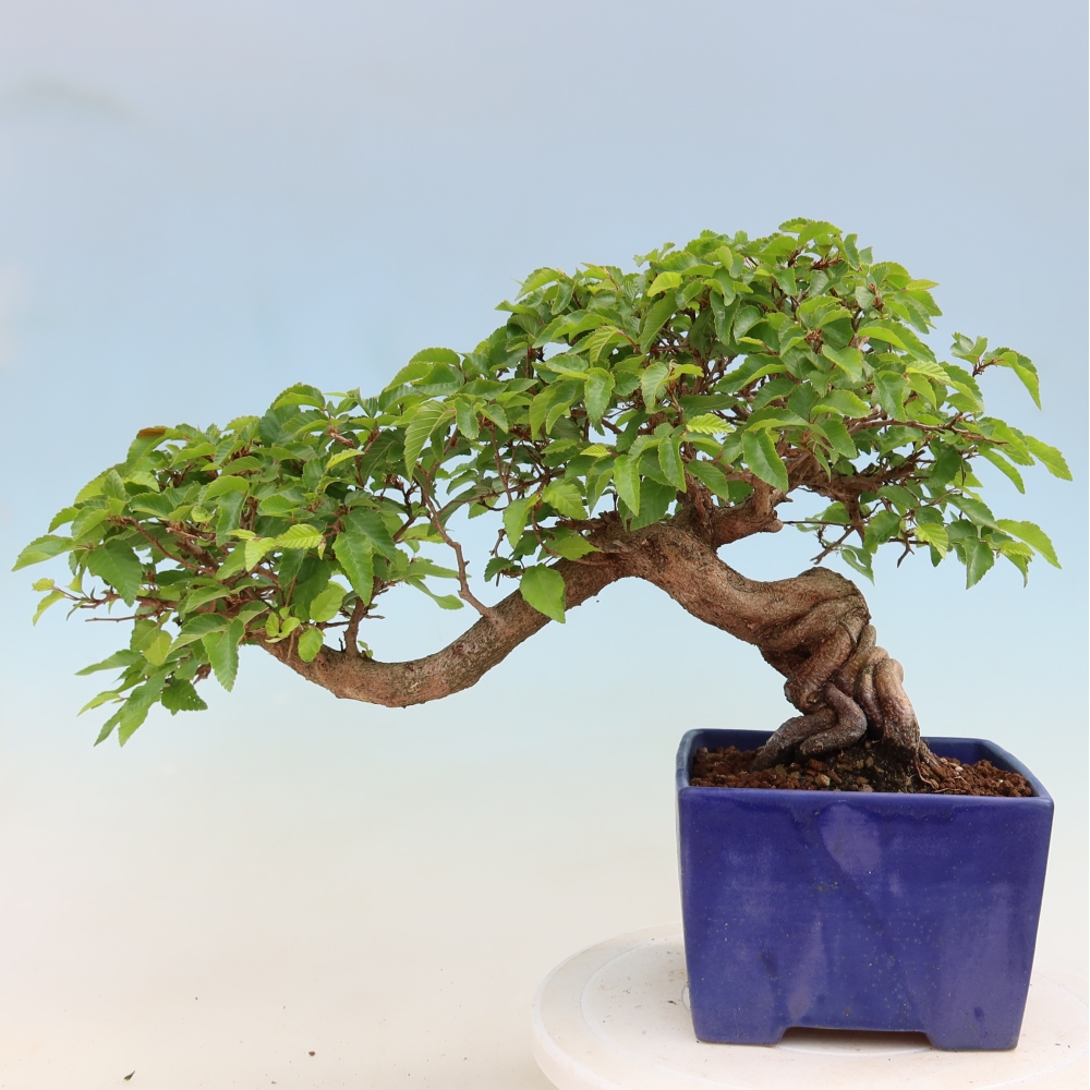 Bonsaï d'extérieur -Carpinus Coreana - Charme de Corée