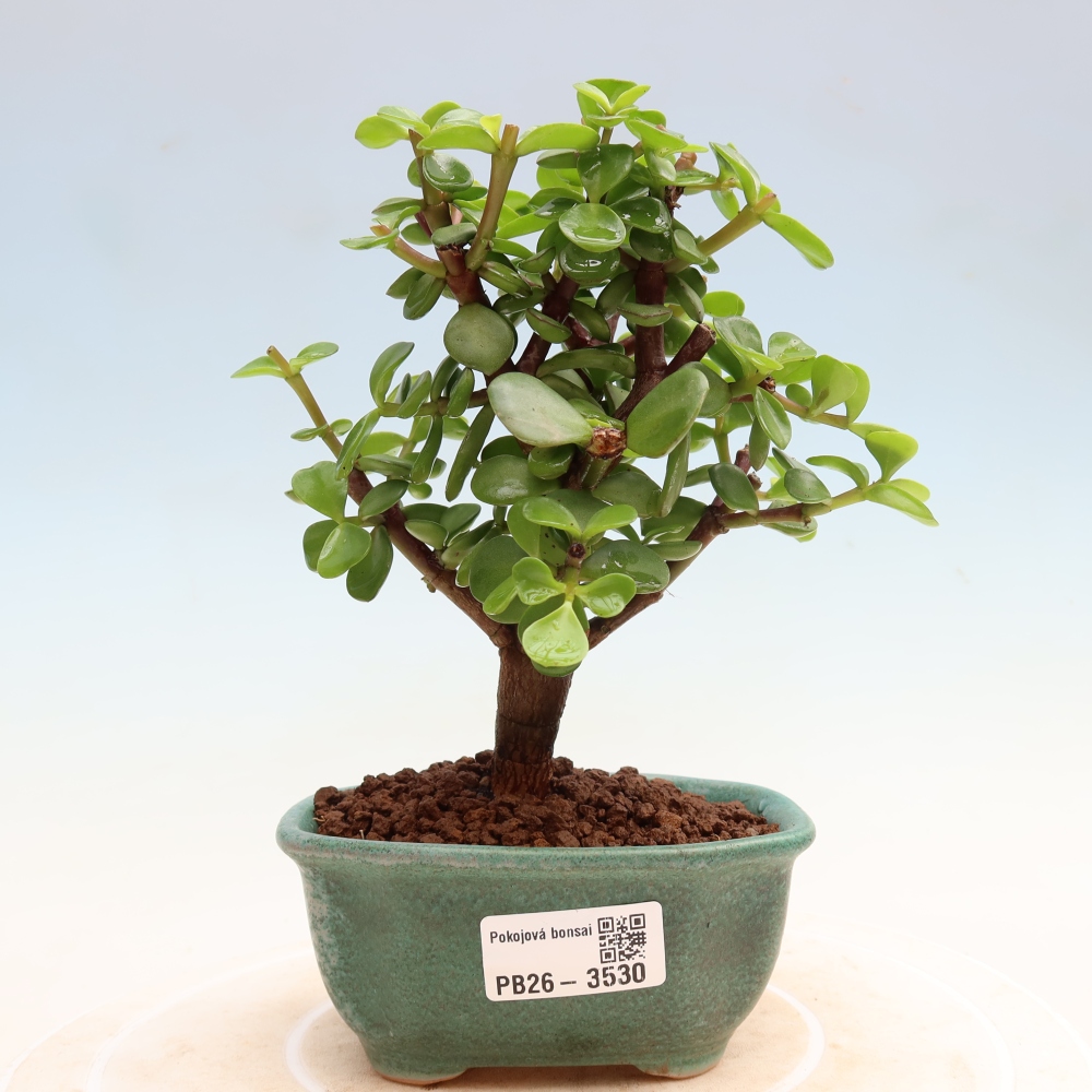 Bonsaï de chambre - Portulakaria Afra - Tlustice
