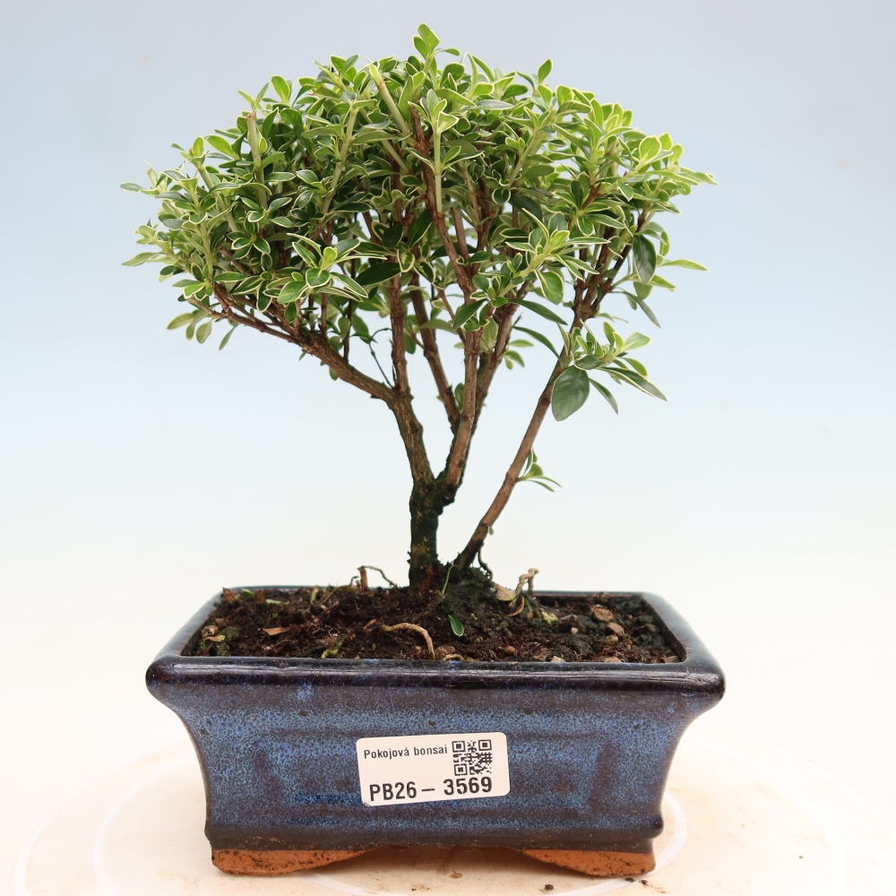 Salle bonsaï - Serissa foetida Variegata - Arbre aux mille étoiles