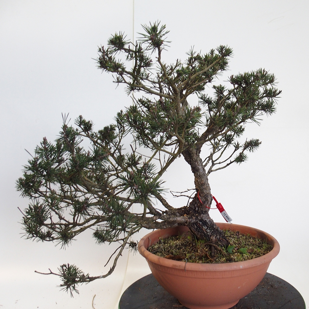 Yamadori - Pinus sylvestris Espagne