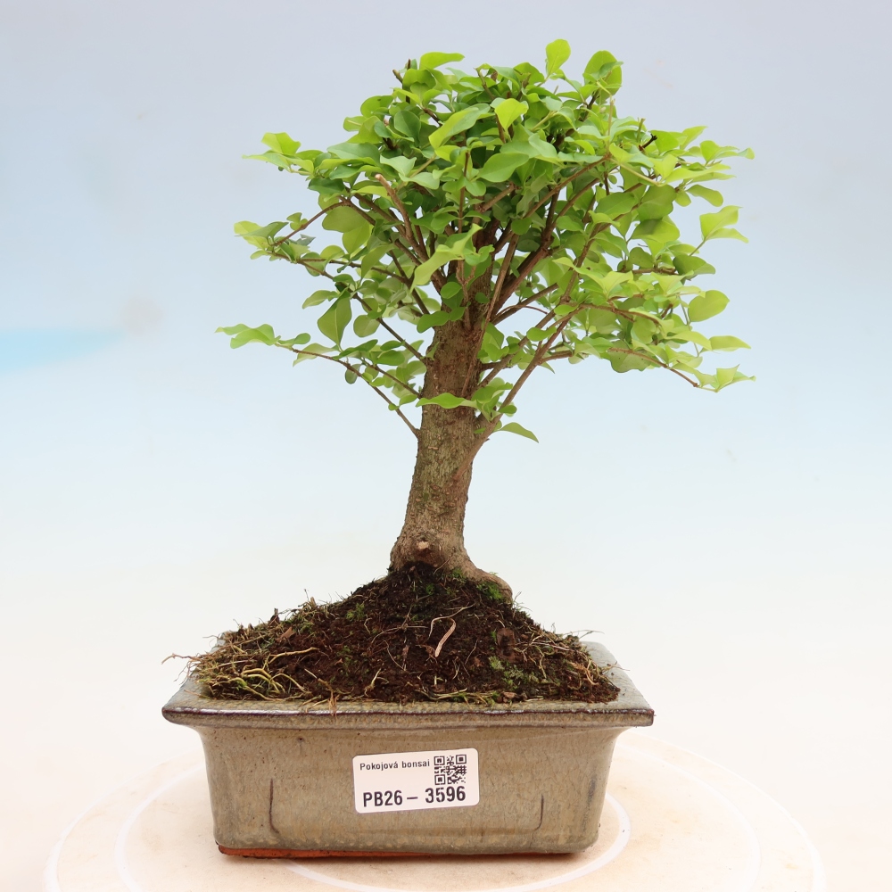 Bonsaï de chambre -Ligustrum chinensis - Bec d'oiseau