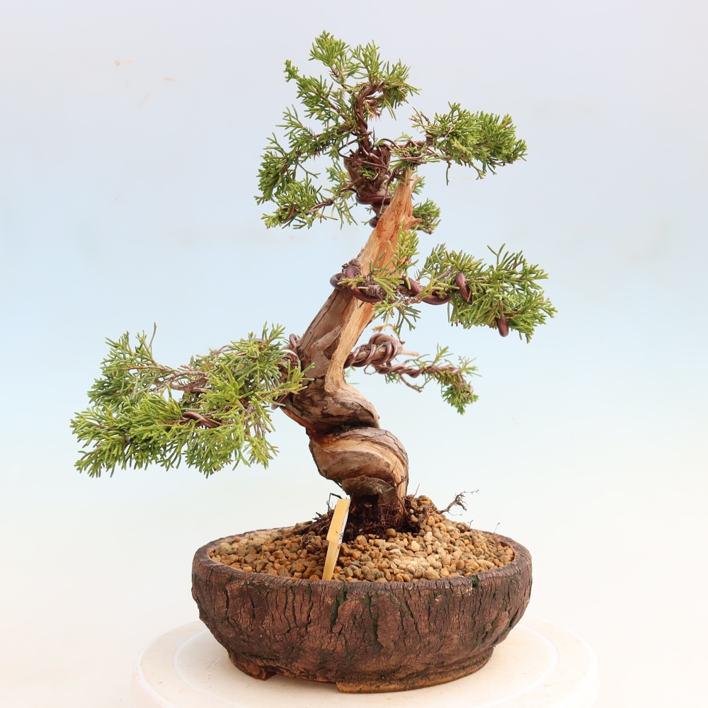 Bonsaï d'extérieur - Juniperus chinensis Itoigawa-Juniperus chinensis