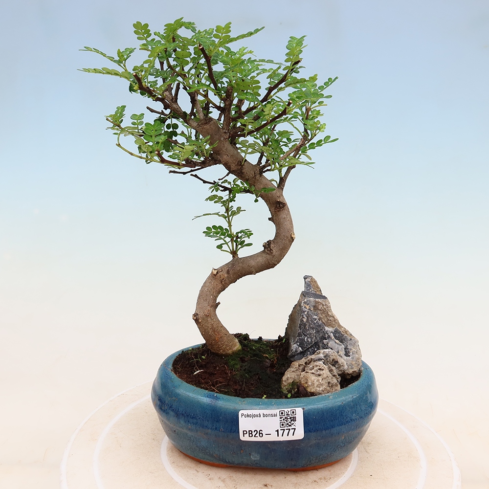Salle bonsaï - Zantoxylum piperitum - arbre à poivre