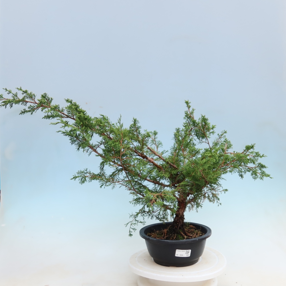 Bonsaï d'extérieur - Juniperus chinensis Itoigawa - Genévrier de Chine